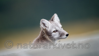 BB 13 0120 / Vulpes lagopus / Fjellrev